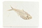 Detailed Fossil Fish (Diplomystus) - Wyoming #361090-1